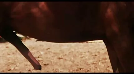 الزوج يمارس الجنس مع زوجته بالسرطان ويطلق النار على زوجته في الشرج في السرير. سكس امهات مترجم للعربية